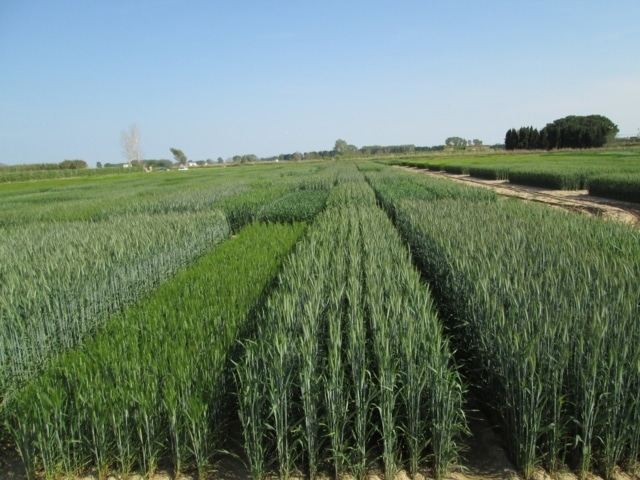 Evaluación de nuevas variedades comerciales de cebada, triticale y avena en España