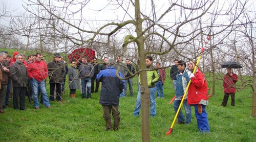 Jornada de poda y cuidados de invierno en plantaciones de manzano para sidra