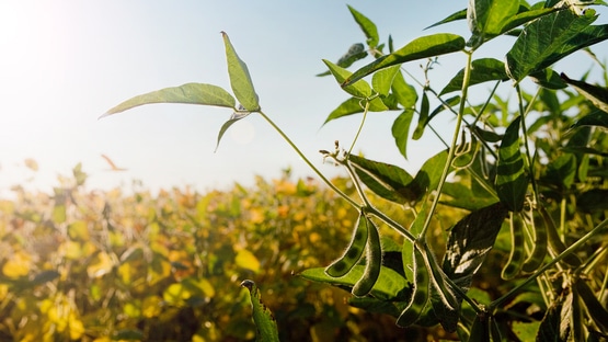 Basf rinde homenaje a la agricultura, la actividad más valiosa para la sociedad y para el planeta