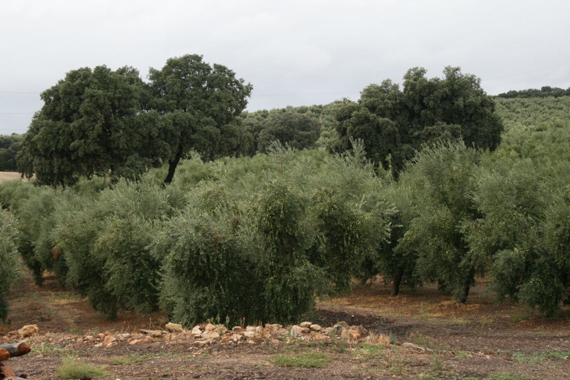 Eurodiputados españoles piden medidas urgentes contra la bacteria Xylella Fastidiosa en olivar