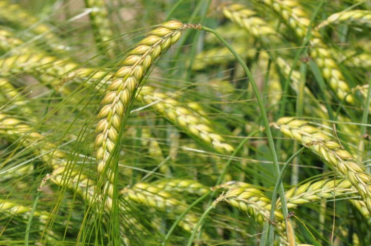 Control integrado de la rincosporiosis de la cebada