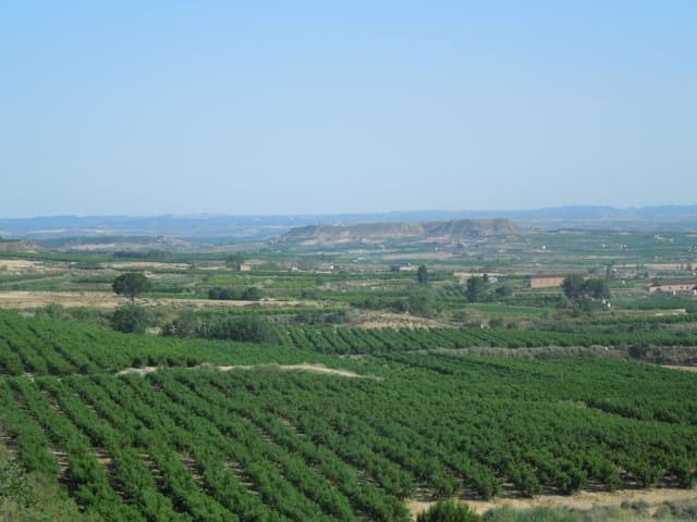 Producción e innovación varietal en el cultivo del melocotón en España