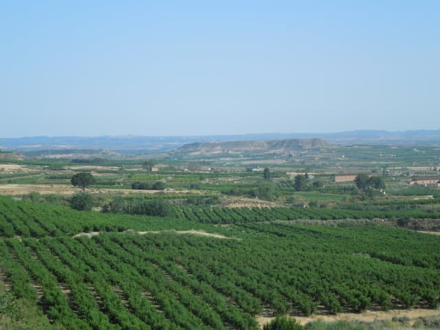 Producción e innovación varietal en el cultivo del melocotón en España