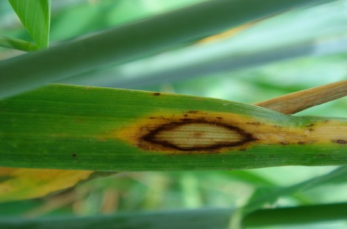 La rincosporiosis de la cebada, identificación de síntomas y conocimiento de su ciclo