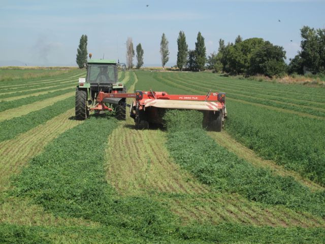 La calidad de la alfalfa, posibles clasificaciones