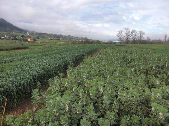 Política Agrícola Común 2015-2020 y producción forrajera