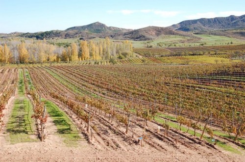 Manejo del riego en el viñedo con cubierta vegetal