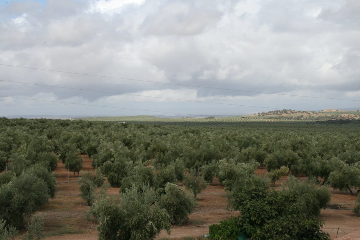 El PE pide actuar frente a la bacteria mortal Xylella fastidiosa en olivos y otros cultivos leñosos