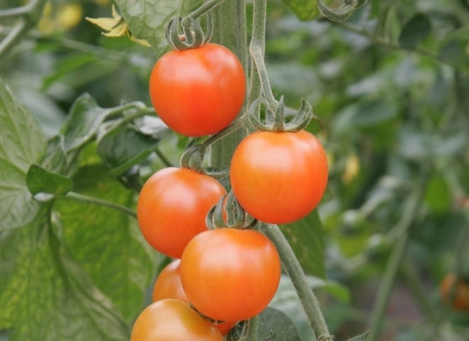Las importaciones de tomate para fresco crecieron un 94% en el primer trimestre, un 79% de Marruecos