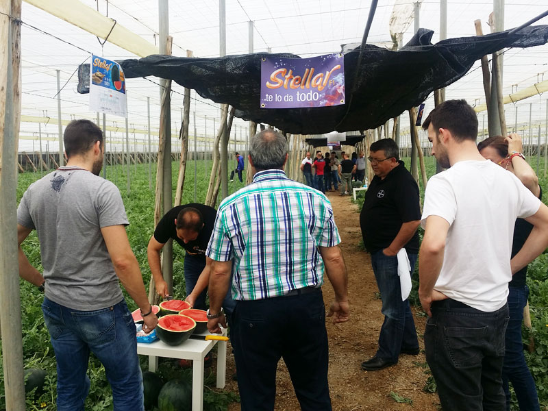 Stellar F1, la sandía negra sin semilla de Bayer CropScience Vegetable Seeds para ciclo temprano