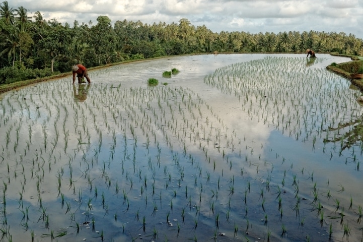 Feragua exige la puesta en marcha del plan de modernización del regadío del arroz