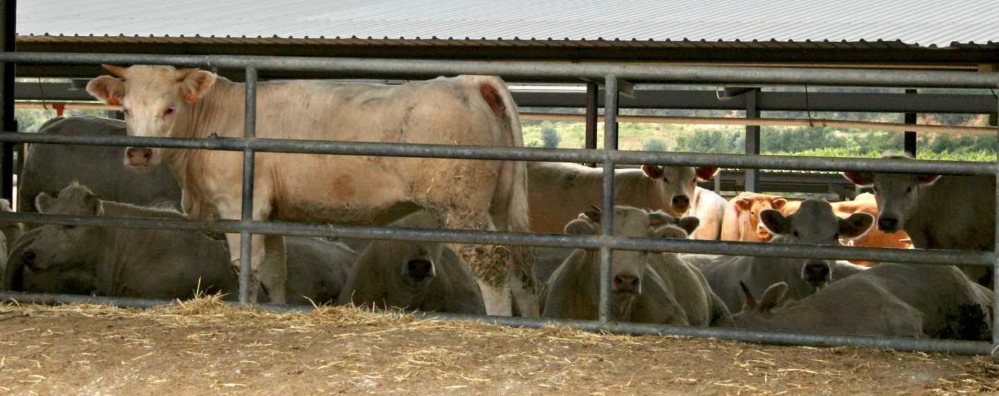 Besnoitiosis Bovina (y II). Signos clínicos, diagnóstico y control