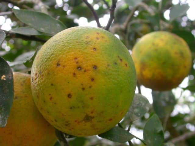 La mancha negra de los cítricos causada por Phyllosticta citricarpa