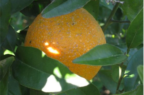 Control biológico y biotecnológico del piojo rojo de California