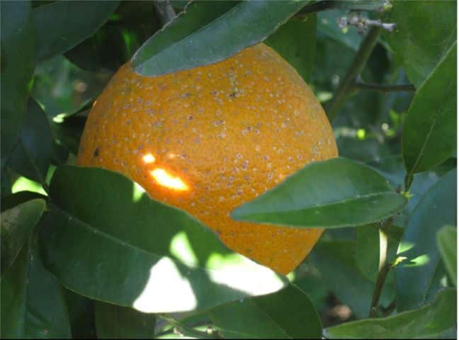 Control biológico y biotecnológico del piojo rojo de California