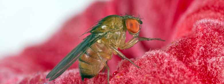 Ecología y control de Drosophila suzukii tras cinco años en nuestros cultivos