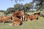El vacuno de carne en 2024: producción al alza, precios récord y un sector que resiste