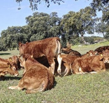 El vacuno de carne en 2024: producción al alza, precios récord y un sector que resiste