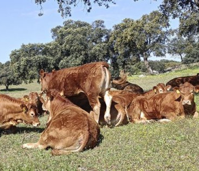 El vacuno de carne en 2024: producción al alza, precios récord y un sector que resiste