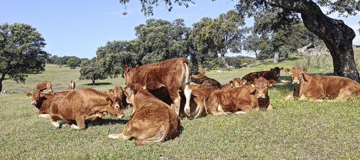 El vacuno de carne en 2024: producción al alza, precios récord y un sector que resiste