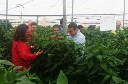 Nunhems incrementa la calidad y la producción de pimiento en Murcia con su nuevo concepto de planta