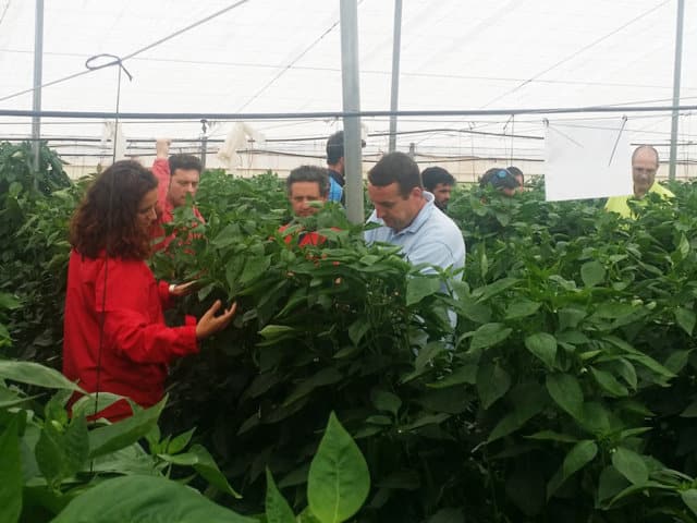 Nunhems incrementa la calidad y la producción de pimiento en Murcia con su nuevo concepto de planta