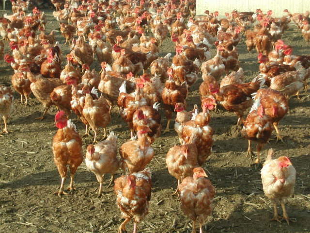Un programa sobre conservación de razas españolas de gallinas del INIA, premio en la Expo de Milán