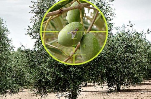 Fastac Fly, el nuevo insecticida de Basf para el control de la mosca del olivo