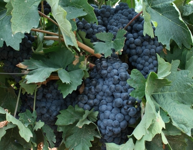 Denuncian el incumplimiento en Castilla-La Mancha en los plazos de pago de la uva y el vino