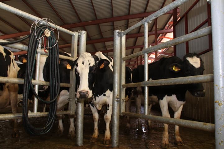 Cooperativas valora el informe del PE para reducir la volatilidad del sector lácteo