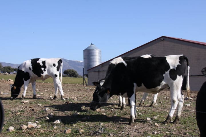 UPA anuncia movilizaciones en el sector lácteo para frenar los abusos hacia los ganaderos