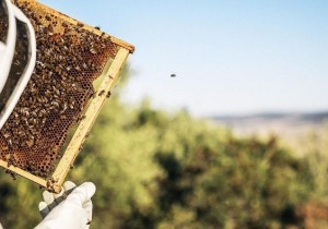 La estacionalidad de la miel se reduce entre los consumidores