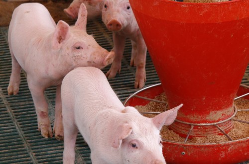 Adaptación del sector porcino a la normativa comunitaria de bienestar animal