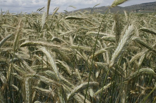 La Comisión Europea pone en riesgo la disponibilidad de alimentos para producción animal en la UE