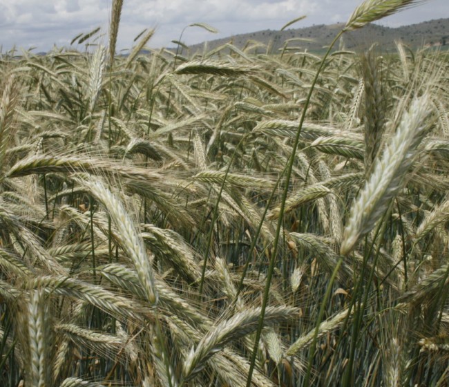 La cadena de alimentos y piensos de la UE rechaza renacionalizar la autorización de OMGs