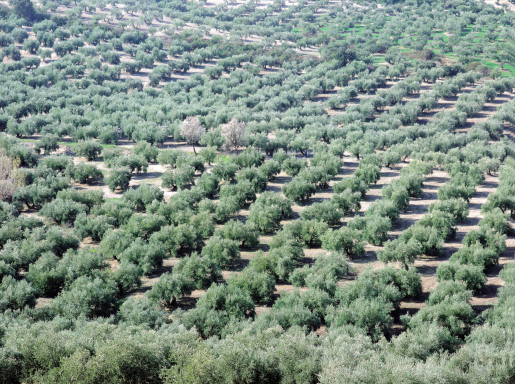 Asaja Andalucía pide al Magrama que intervenga por el riesgo de que desaparezca el seguro del olivar