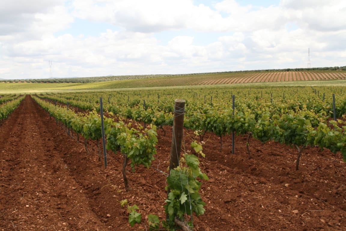 La unión del sector vitivinícola en la Interprofesional, clave para recuperar el consumo interior