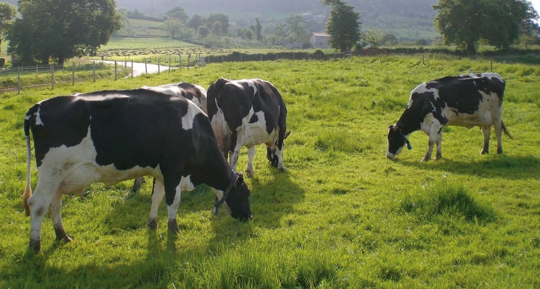 Últimas tendencias en alimentación de vacas lecheras de alta producción