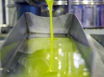 COAG Andalucía prevé una menor cosecha de aceite de oliva por el calor y las plagas