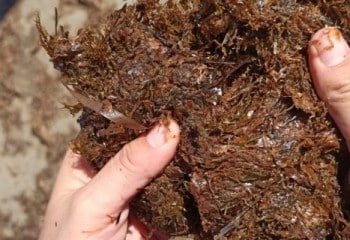 AlgaEnergy logra certificar su biomasa de microalgas como componente oficial en fertilizantes CE