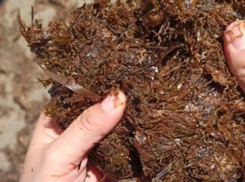 AlgaEnergy logra certificar su biomasa de microalgas como componente oficial en fertilizantes CE