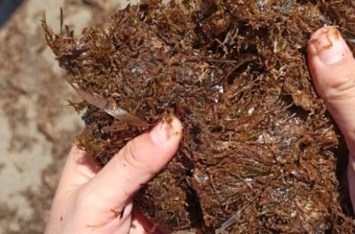 AlgaEnergy logra certificar su biomasa de microalgas como componente oficial en fertilizantes CE