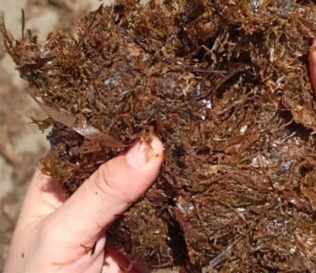 AlgaEnergy logra certificar su biomasa de microalgas como componente oficial en fertilizantes CE