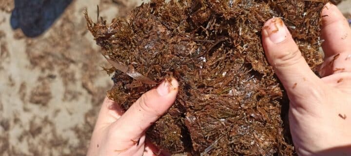 AlgaEnergy logra certificar su biomasa de microalgas como componente oficial en fertilizantes CE