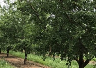 Más vida para los almendros de regadío