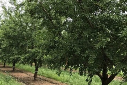 Más vida para los almendros de regadío