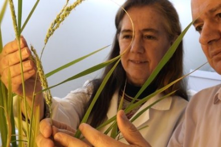 El arroz resistente a la piricularia podrá comercializarse en España