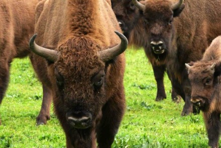 El bisonte, ¿nueva ganadería ibérica?