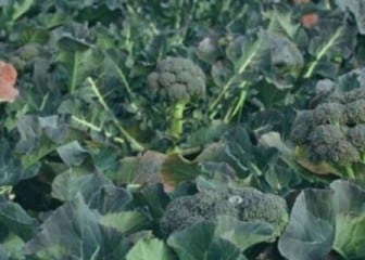 Intercropvalues: Reducción de plagas en el brócoli