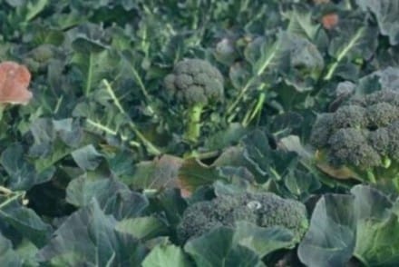 Intercropvalues: Reducción de plagas en el brócoli